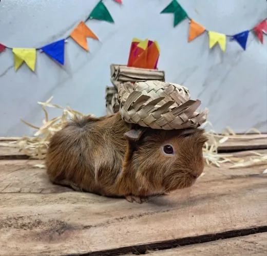 Porquinho da india