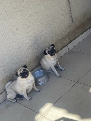 Casal de pug (não são irmãos)