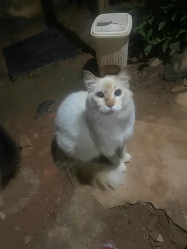 Gatos maravilhosos para adoção 