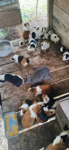 Vende-se porquinho da Índia 