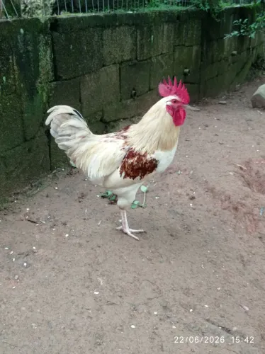 Vendo galo caipira 