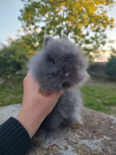 Filhote mini coelho Jersey Wooly fêmea maravilhosa