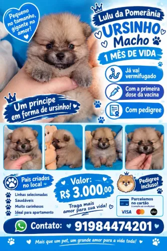 Lulu da Pomerânia 