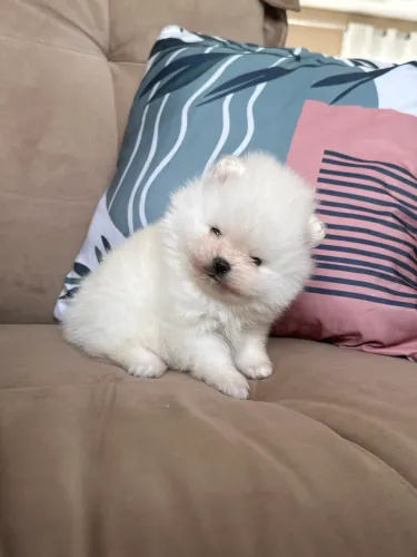 Spitz Alemão Anão Macho Russo