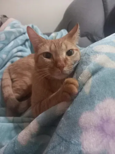 Gato castrado macho