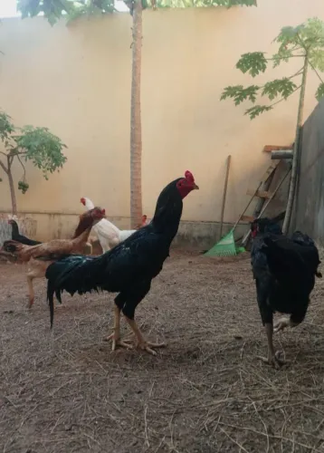 Vendo Galo Moura