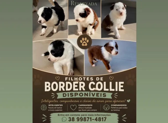 Filhotes de Border Collies de Estrutura - Disponíveis