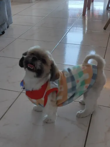 Cachorrinha Shitzu