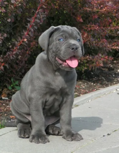 Cane Corso O conforto que não julga