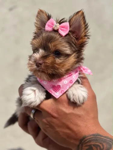 Princesa filhote de yorkshire merle fêmea! Mini olho azul