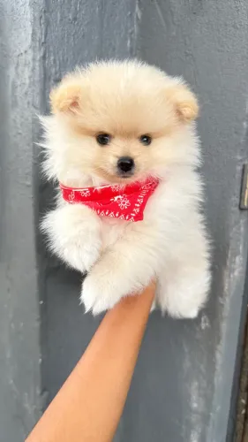 Filhote de Spitz alemão anão macho 