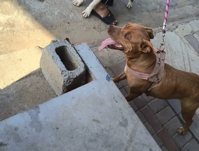 Doando um cachorro