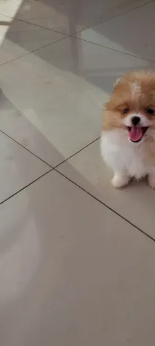 Lulu