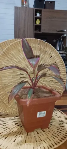 Cordiline Fruticosa (Dracena Rubra) ? muda vigorosa no vaso quadrado 2,1?L