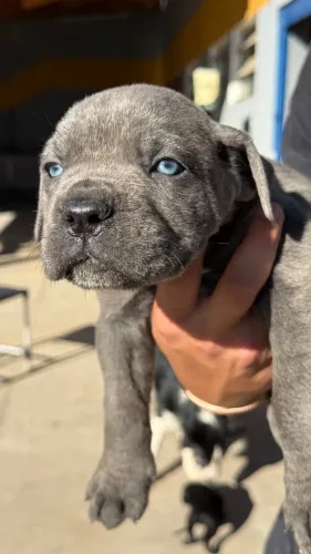 Filhotes fortes CANE CORSO