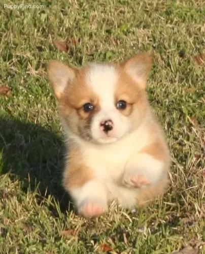 Corgi Pembroke