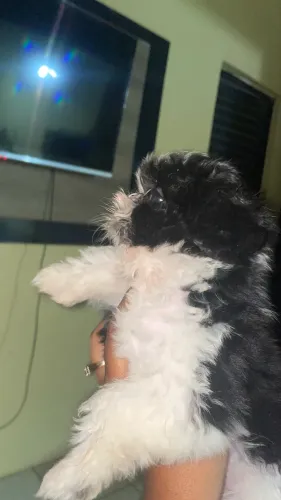 Filhote macho de Shitzu já disponível pra entrega