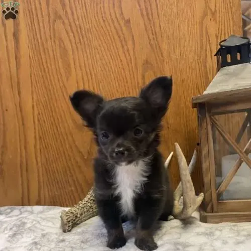 Chihuahua | Amor em quatro patas esperando você