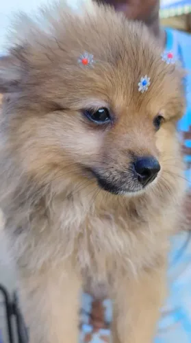 Filhote de Spitz alemão a pronta entrega R$ 1,500 filhotes legítimos estão com 3 meses