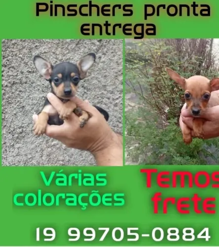 Pinscher Macho Saudável - Pequeno no Tamanho, Gigante no Amor