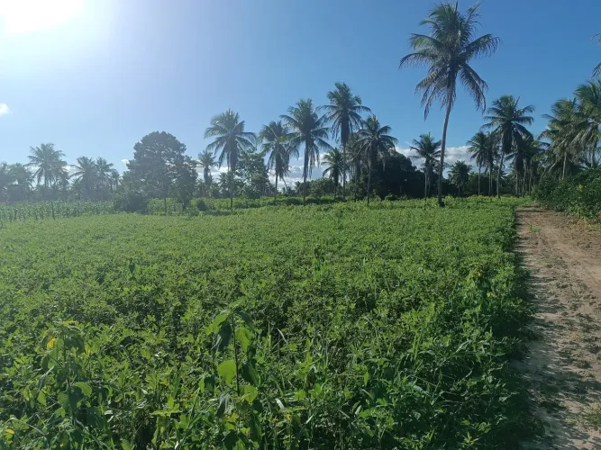 Vende-se terreno medindo 1,13 hectares (11.300 metros quadrados) em Acajutiba BA