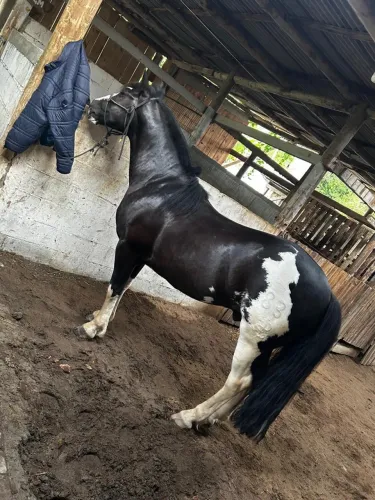 Cavalo - picaço bragado - à venda