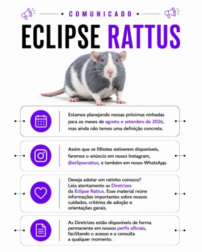Filhotes de Rato Twister (Fancy Rat) - 2026 | Reservas em Breve