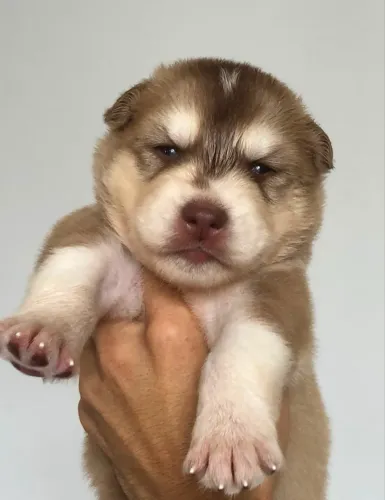 Husky siberiano 