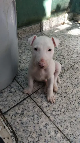 Bull terrier
