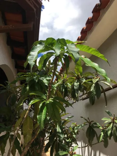 Pé de Manga Espada com mais de 9 anos no vaso com 2m de altura.