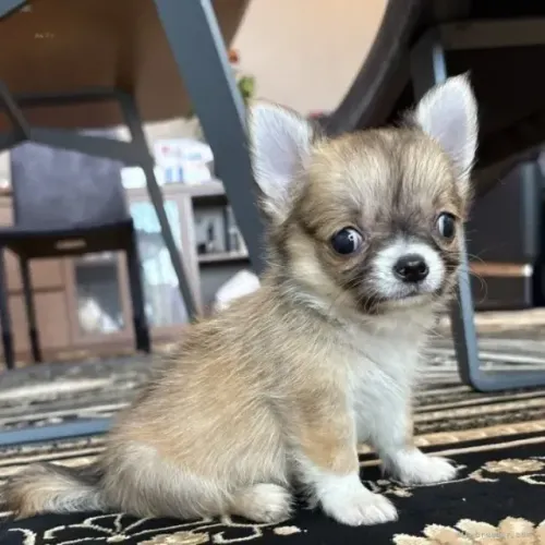 Filhote de cachorro muito companheiro Chihuahua