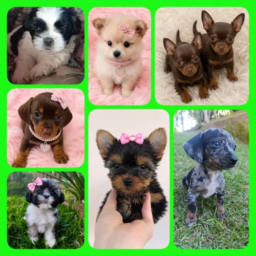 York, Shitzu, Dachshunds, lulu, pinscher 