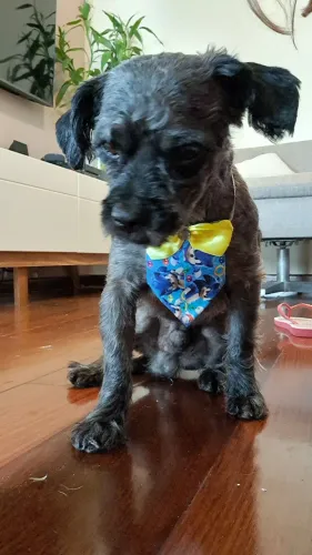Cachorro pequeno para adoção 