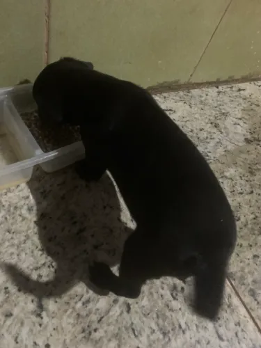 Cachorrinho