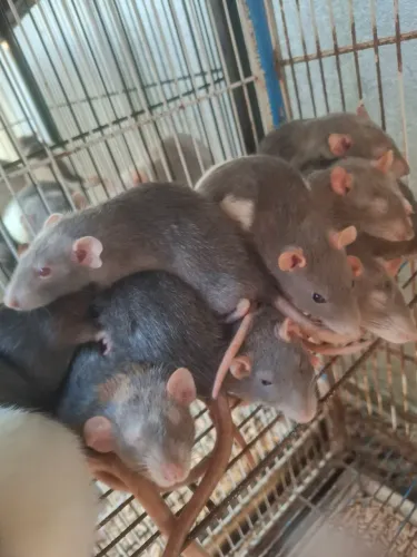 Ratos twister