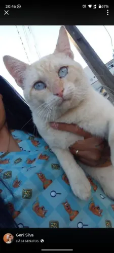 Gatinho pra doação *pinhais 