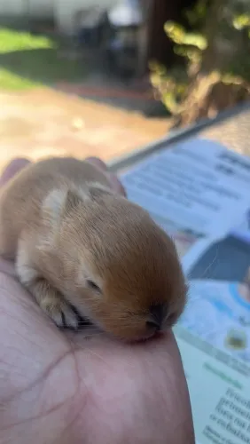 Mine coelho