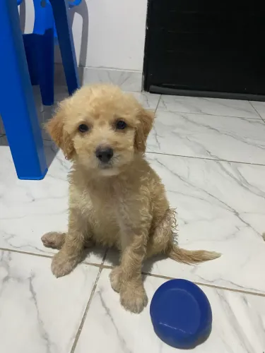 Poodle fêmea 