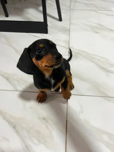 Salsicha Dachshund Mini