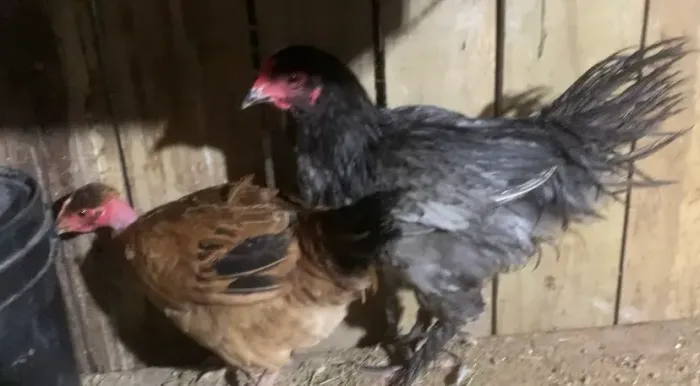 Galinhas e frangos e frangas