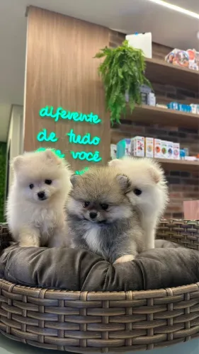 Lulu da pomerania  