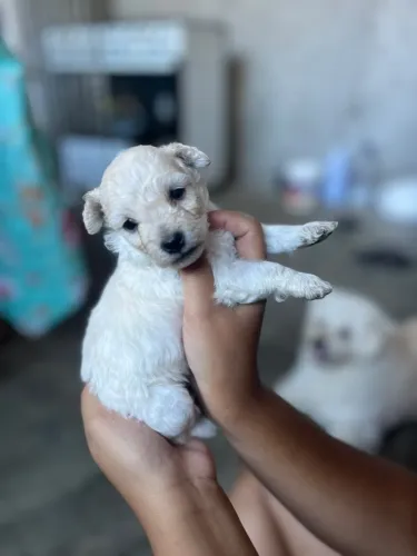 Filhote de poodle