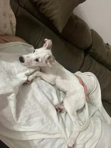 Cadelinha Filhote Super amável