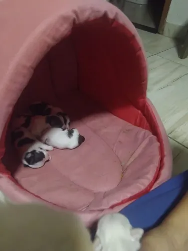 Lulu da Pomerânia