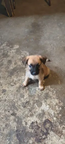 Doa-se filhote de cachorro 