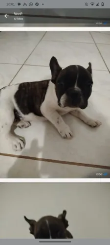 Buldog francês
