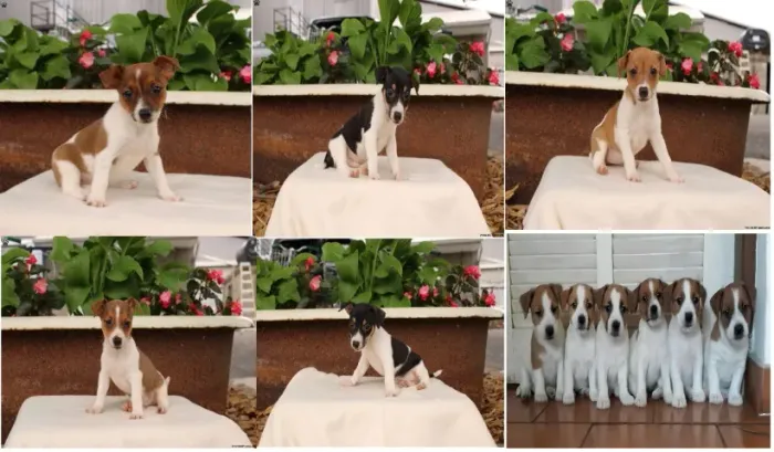 o cachorro do mascara O pet ideal para o seu espaço. chama 9 9751.6491