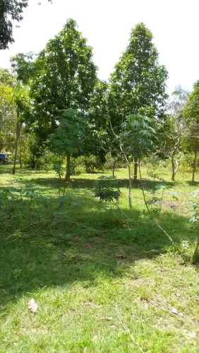 Sítio no Tibiriçá (Vicinal 3 Ilhas) - 22 Linhas com Casa e Pasto 