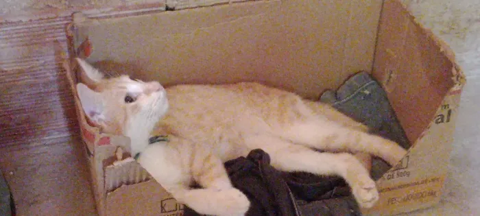 Gatos disponíveis pra adoção 