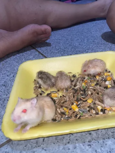 Hamster filhote anão sírio